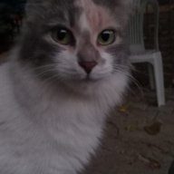 kitty