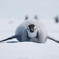 Mr.Penguen